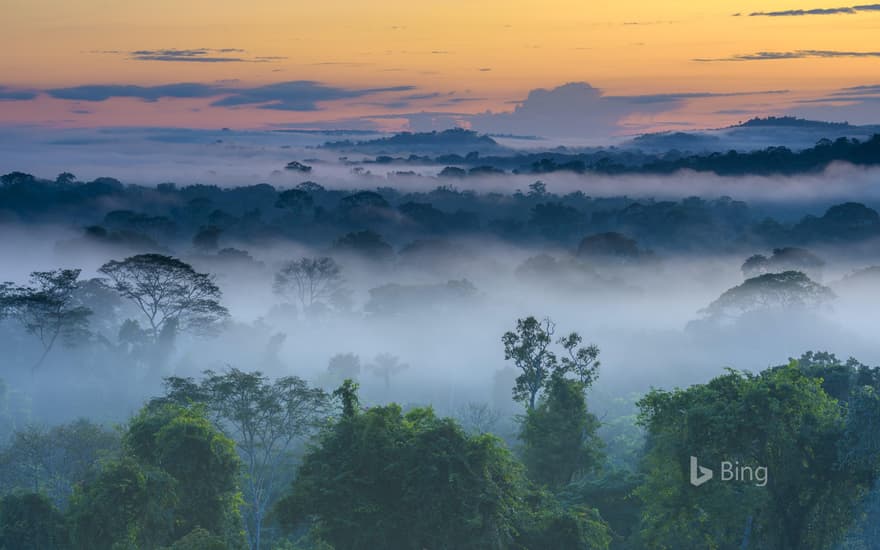 Amazon Rainforest, Brazil