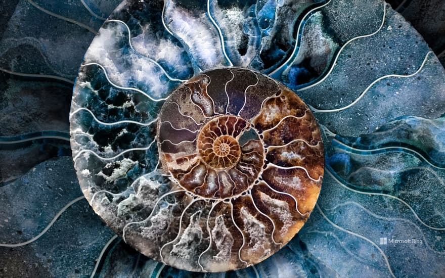 Fossilised ammonite shell