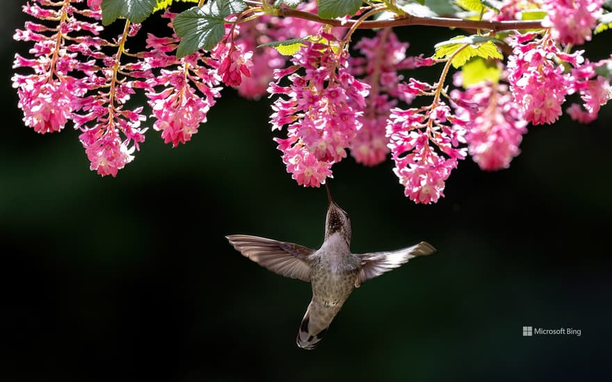 Female Anna's hummingbird, Canada