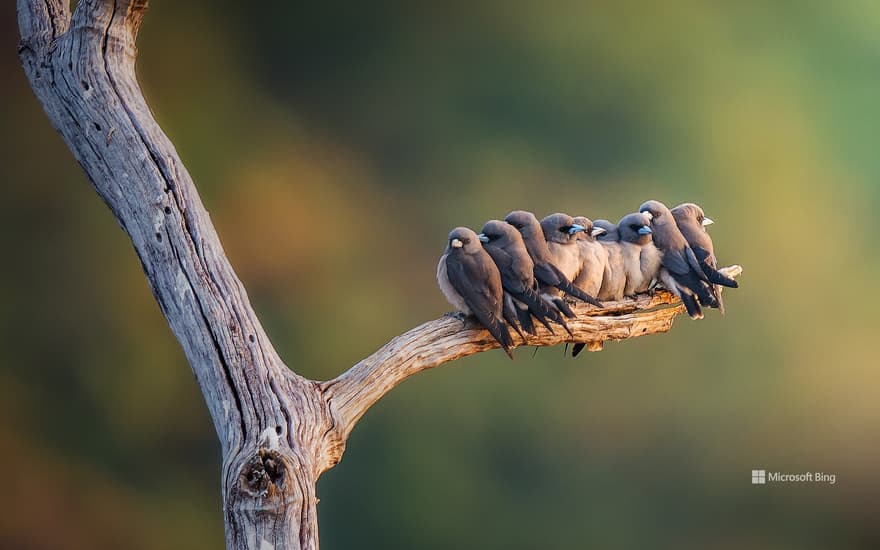 Family of ashy woodswallows perched on a branch