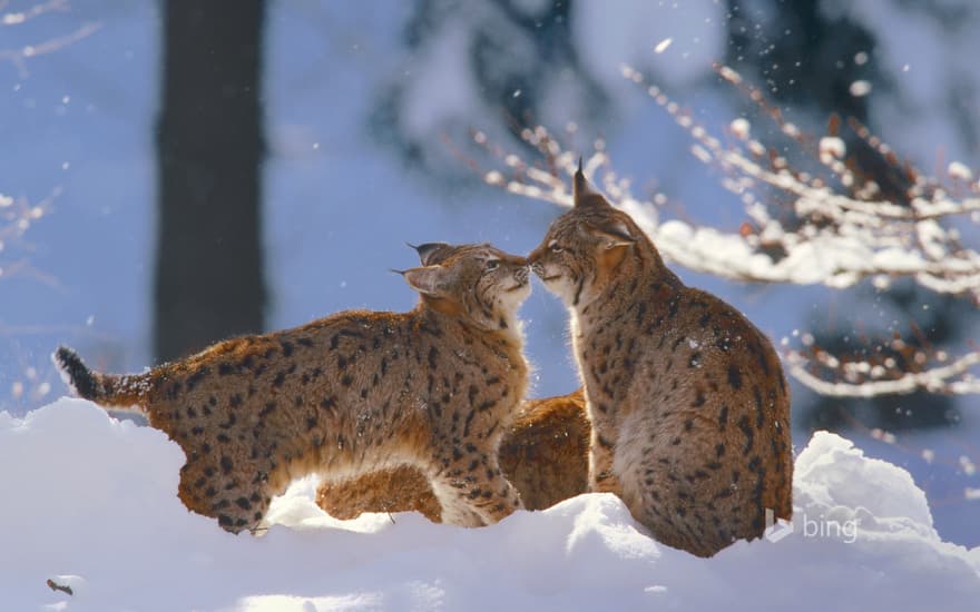 Eurasian lynx in the Bavarian Forest National Park, Germany