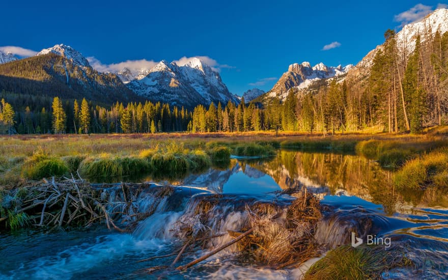 Beaver dam in the Sawtooth National Forest, Idaho