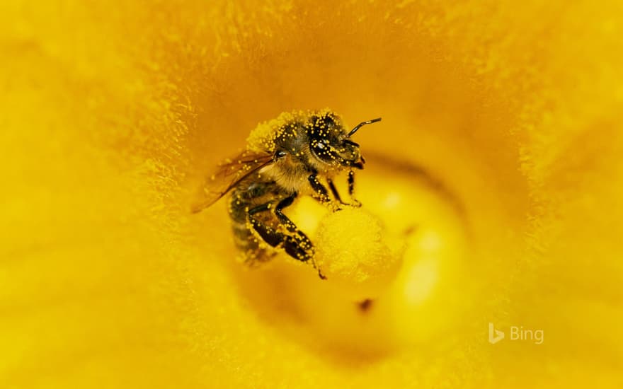 A honey bee (Apis mellifera) covered in pollen in pumpkin, Germany