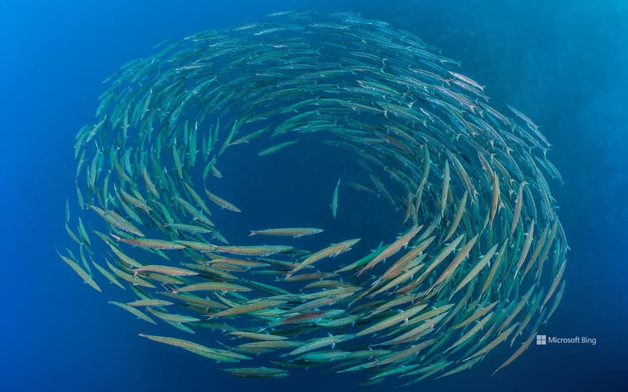 School of chevron barracudas, Shark Reef, Ras Mohammed National Park, Sinai Peninsula, Egypt