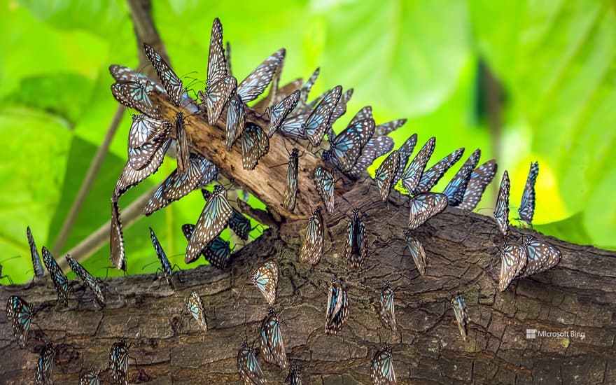 Blue tiger butterflies, Bangalore, India