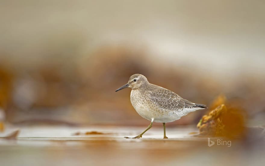 A red knot foraging on the Shetland Islands, Scotland