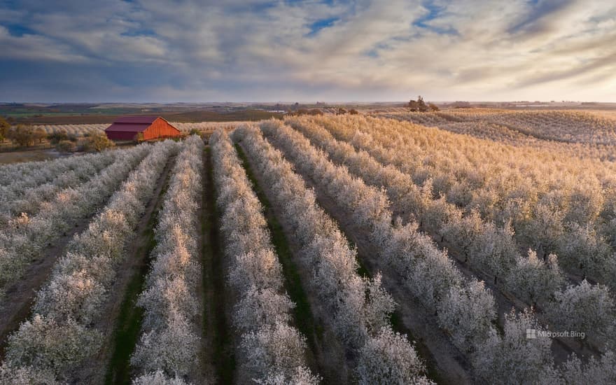 Flowering almond trees in California's Central Valley