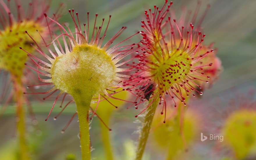 Common sundew (Drosera rotundifolia)