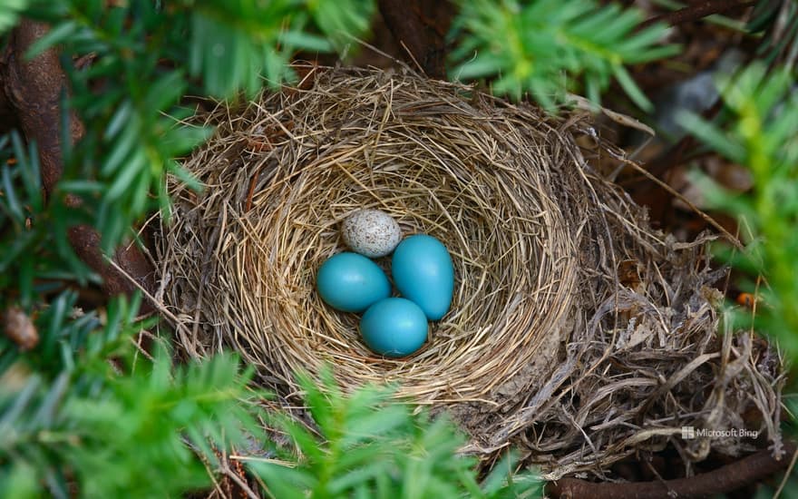 Robin's nest with a brown-headed cowbird egg