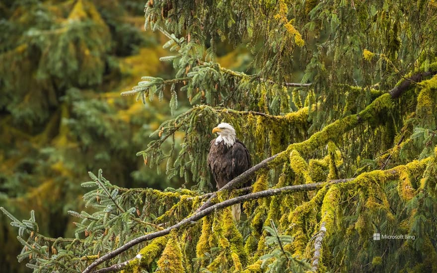 Bald eagle, Tongass National Forest, Alaska