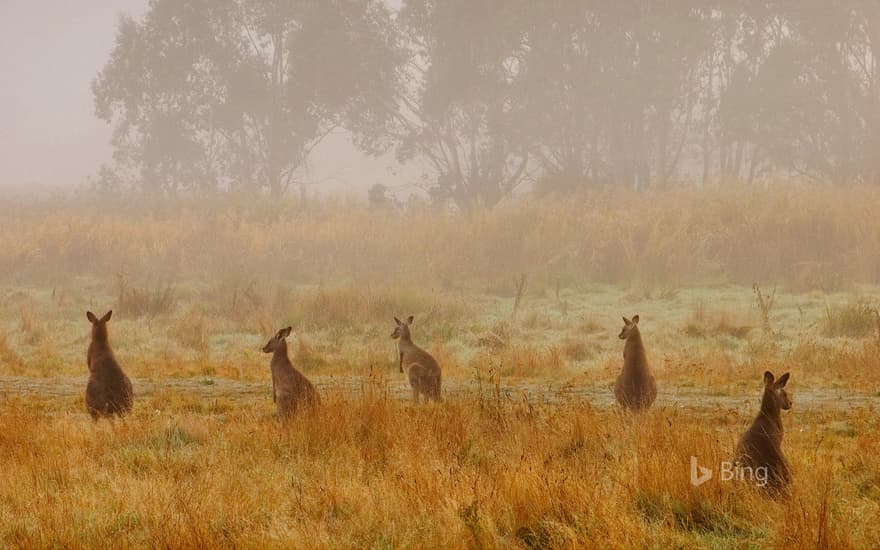 Eastern grey kangaroos in Australia’s Kosciuszko National Park