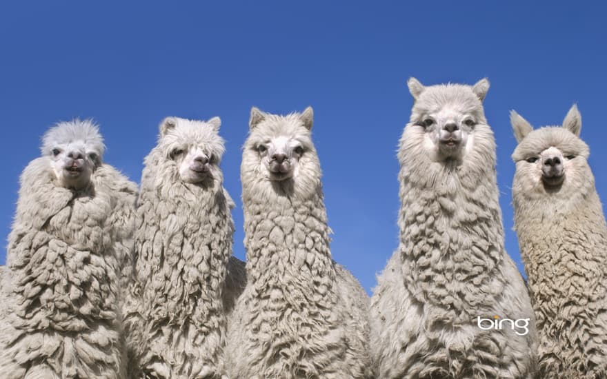 Alpacas near the base of Cotopaxi Volcano, Ecuador