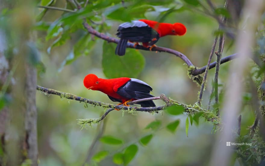 Andean cocks-of-the-rock, Ecuador