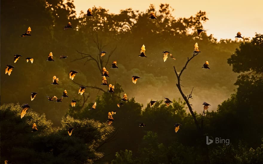 Straw-colored fruit bats in Kasanka National Park, Zambia