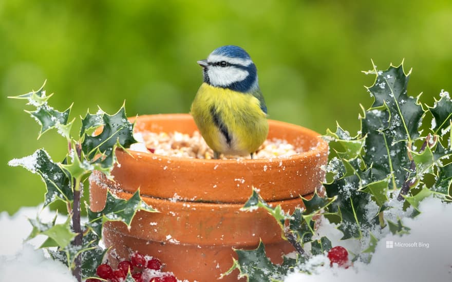 Eurasian blue tit, United Kingdom