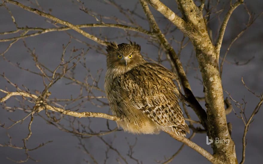 Blakiston's fish owl in Hokkaido, Japan