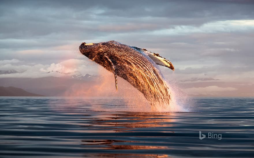 North Pacific humpback whale breaching in Frederick Sound, Alaska