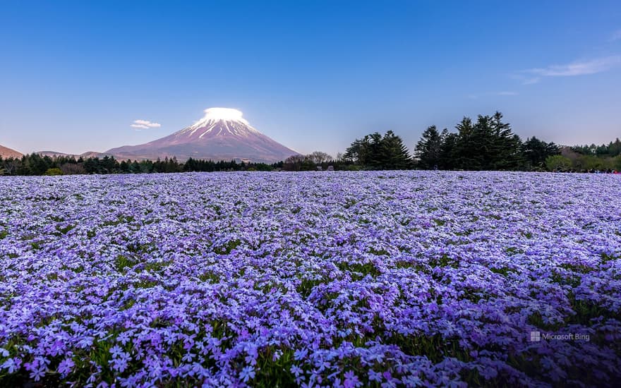 Mt. Fuji and Moss Phlox, Fujikawaguchiko Town, Yamanashi Prefecture