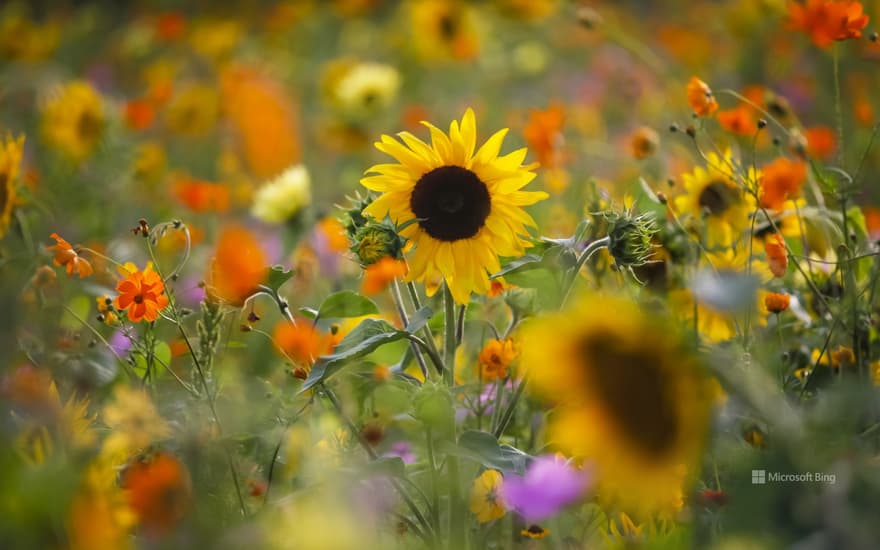 Summer meadow with sunflowers, Germany