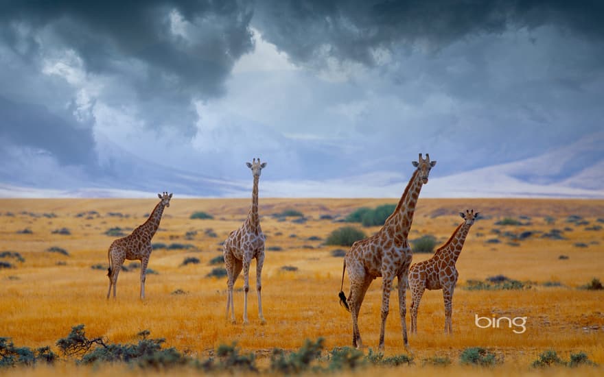 Small herd of giraffes, Namibia