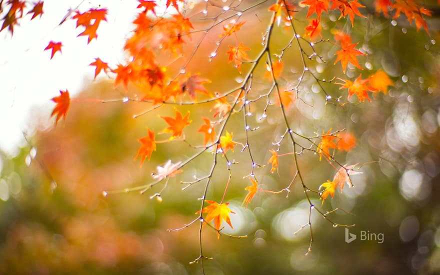 Maple leaves in autumn