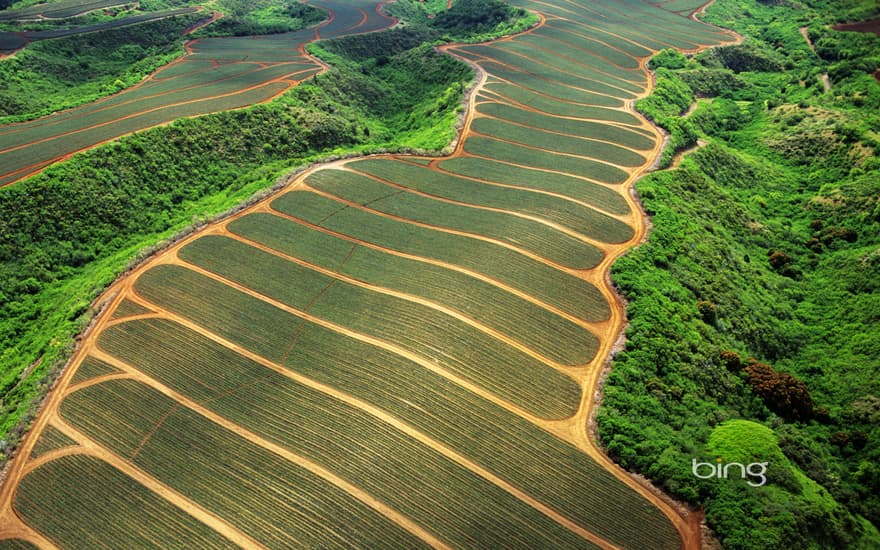 Pineapple fields in Maui, Hawaii