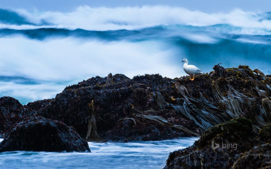 Kelp goose on Cole-Cole Beach, Chiloé National Park, Chiloé Island, Chile