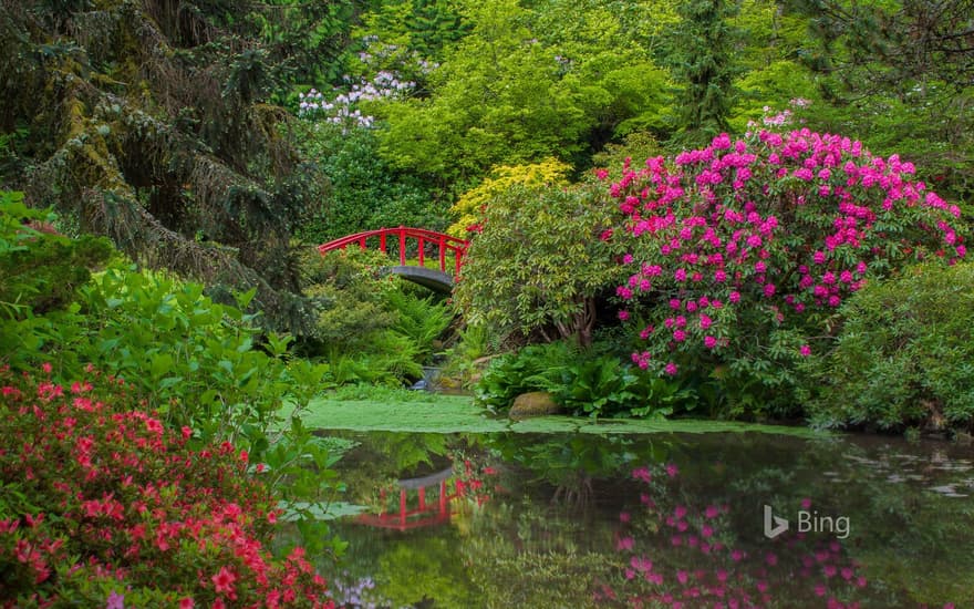 Rhododendrons and azaleas blooming around Moon Bridge, Kubota Garden, Seattle, Washington