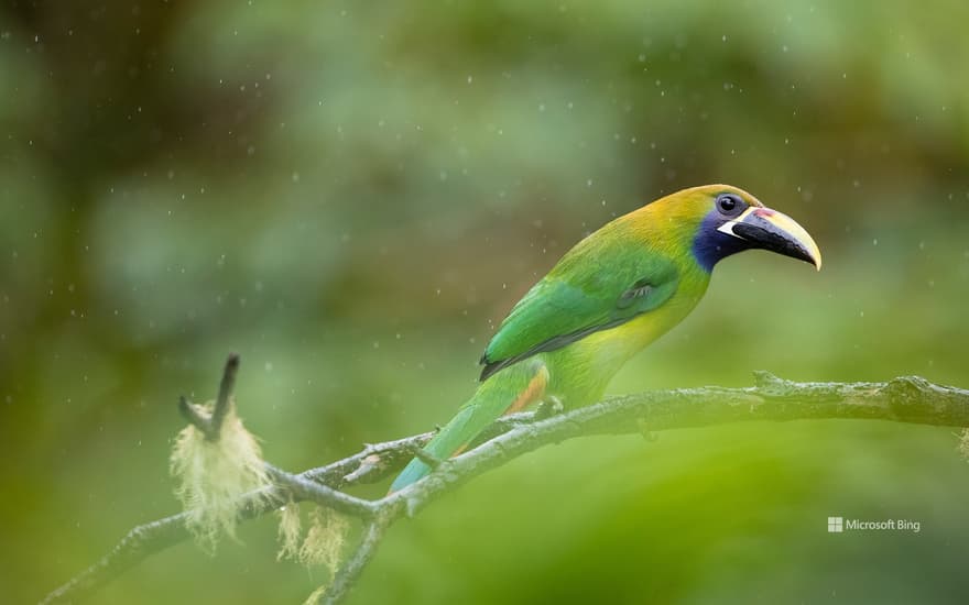 Blue-throated toucanet, Los Quetzales National Park, Costa Rica