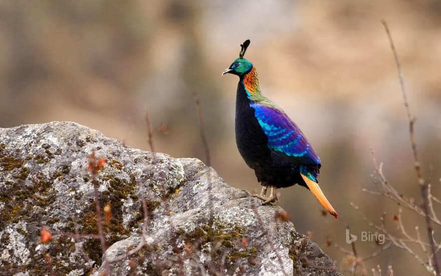 Male Himalayan monal in Sagarmāthā National Park, Nepal