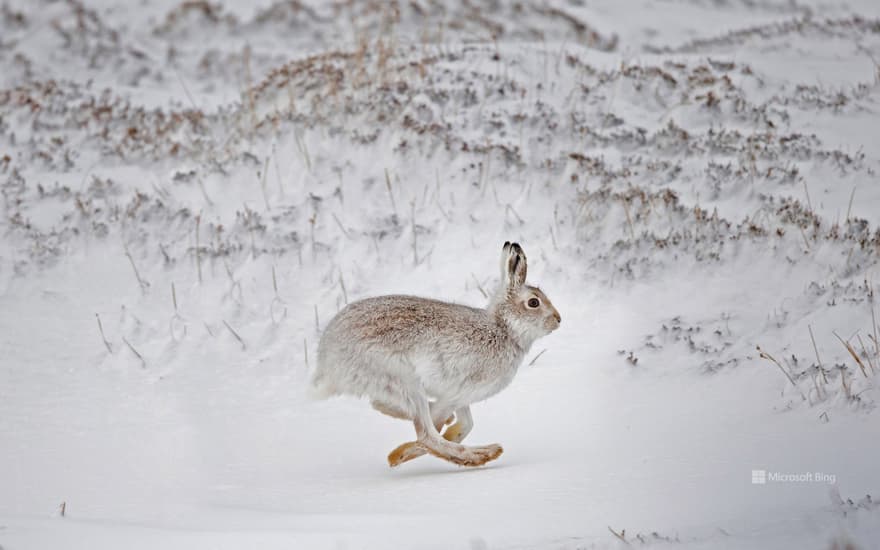 Mountain hare in Scotland