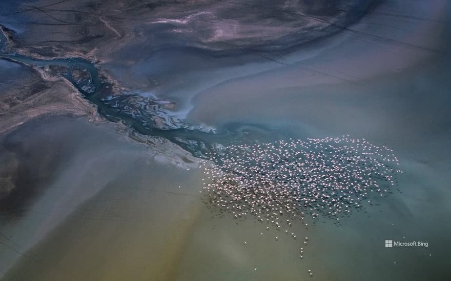 Lesser flamingos flying over Lake Magadi, Kenya