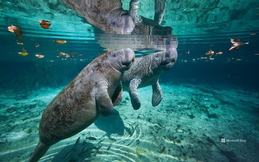 West Indian manatee mother and baby, Three Sisters Springs, Crystal River, Florida