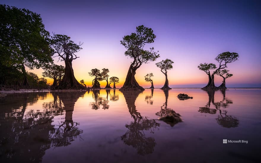 Mangrove trees, Walakiri Beach, island of Sumba, Indonesia