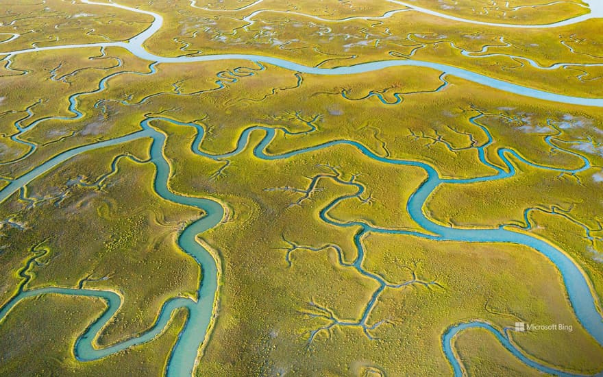 Mockhorn Island State Wildlife Management Area, Virginia, USA