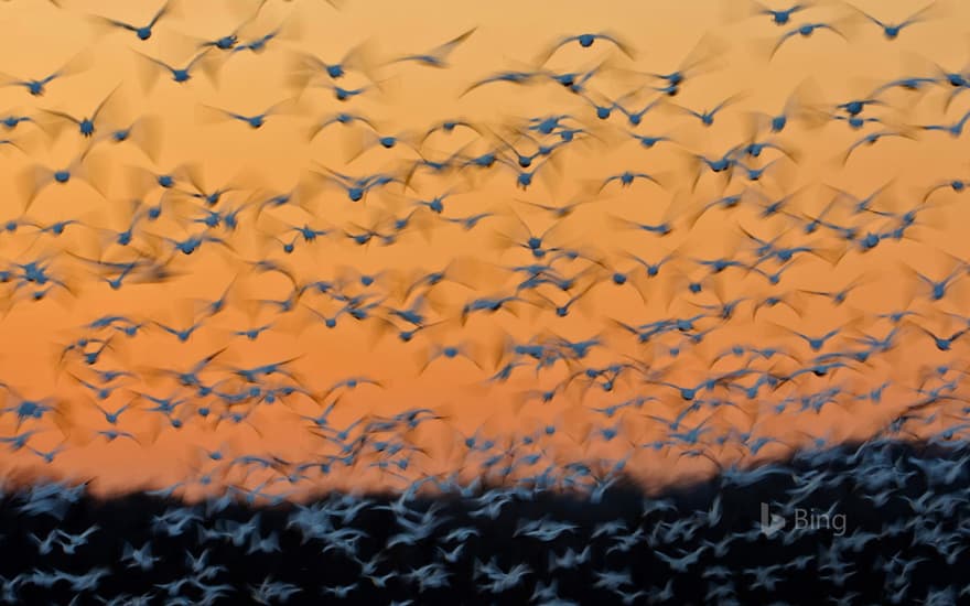 Greater snow geese at Montezuma National Wildlife Refuge, New York