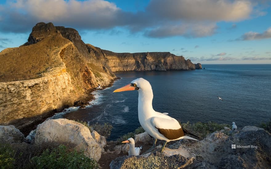 Nazca boobies, Wolf Island, Galápagos Islands, Ecuador