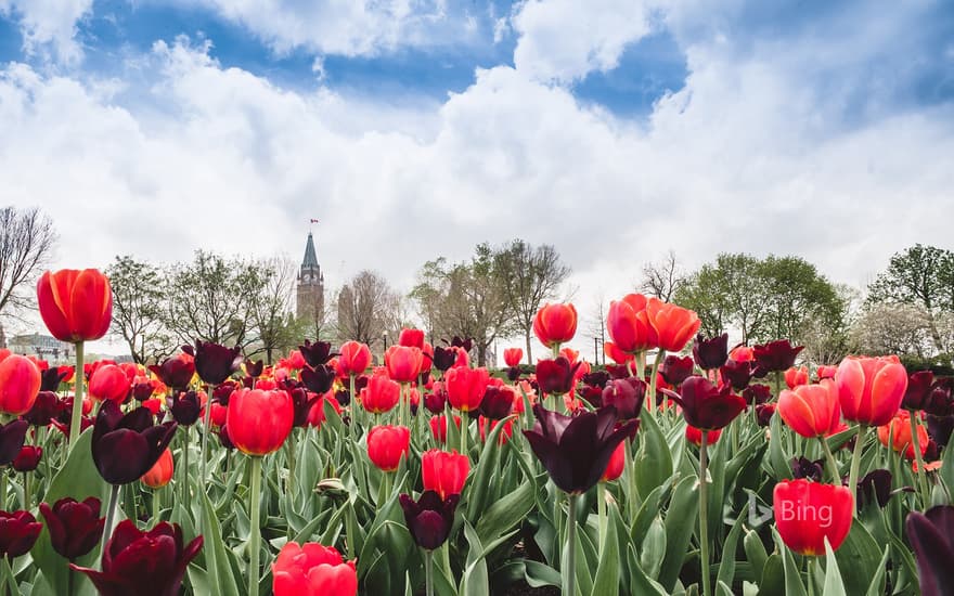 Tulips in front of the Parliament buildings in Ottawa, Canada