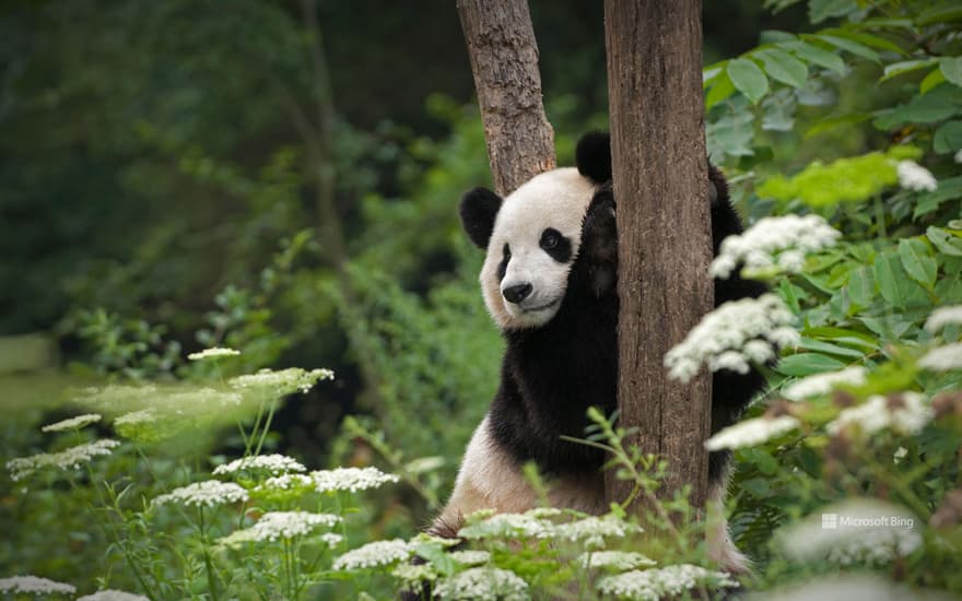 Giant panda in Wolong National Nature Reserve, Sichuan, China