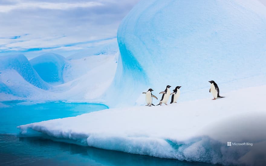 Adélie penguins on an iceberg, Antarctica