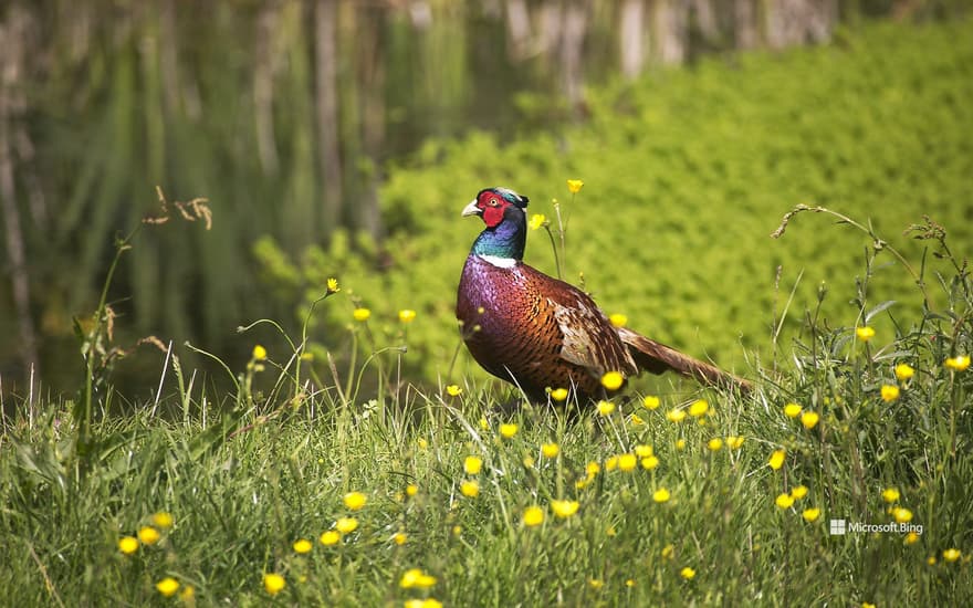 Common pheasant, Normandy, France