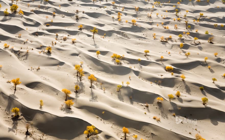 Sand dunes and yellow populus diversifolia trees along the lower part of the Talimu River, China