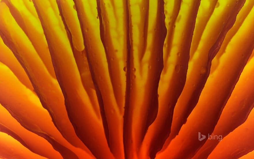 Detail of a porcelain mushroom in the Veluwe, Netherlands