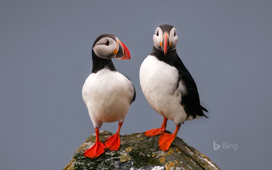 Puffins