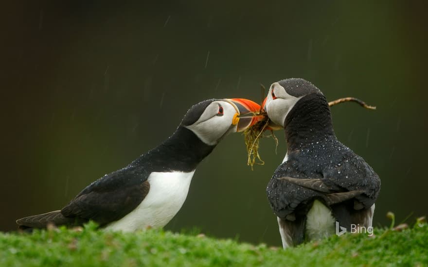 Male Atlantic puffin gives his mate nesting material, Skomer Island, Wales