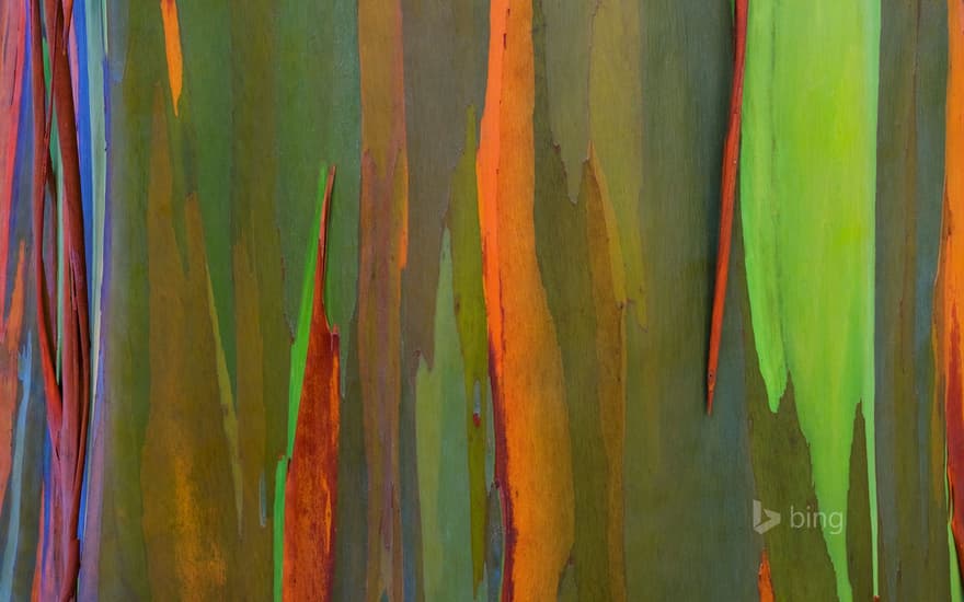 Bark of a rainbow eucalyptus tree, Maui, Hawaii