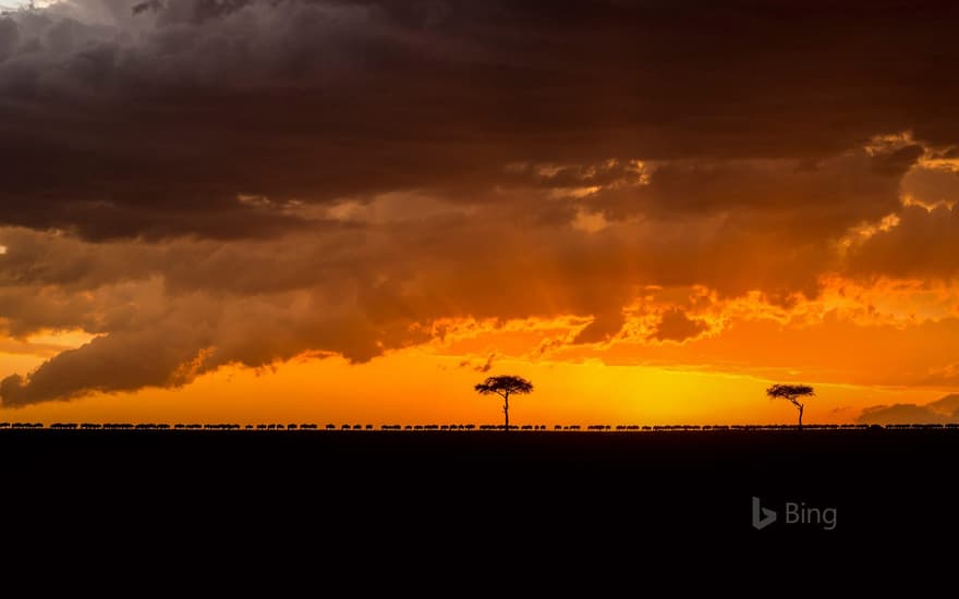 Blue wildebeest herd migrating at sunset, Maasai Mara National Reserve, Kenya