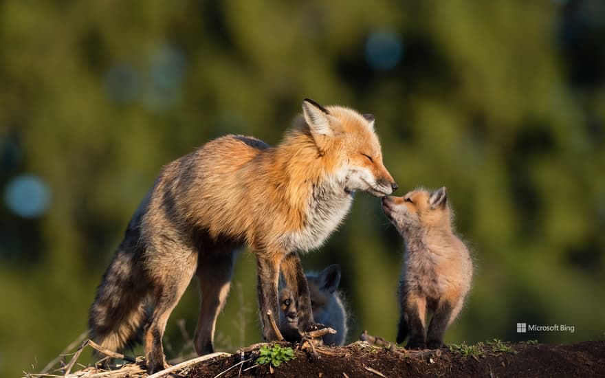 Red fox mother kissing her baby in Canada