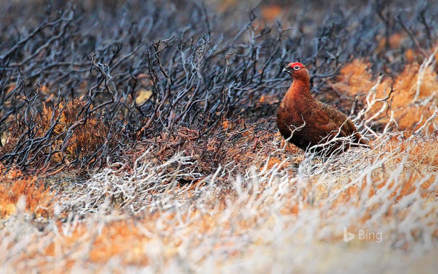 A red grouse at Cairngorms National Park, Scotland