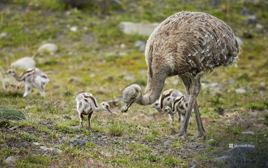 Lesser rhea adult male with chicks, Torres del Paine National Park, Patagonia, Chile